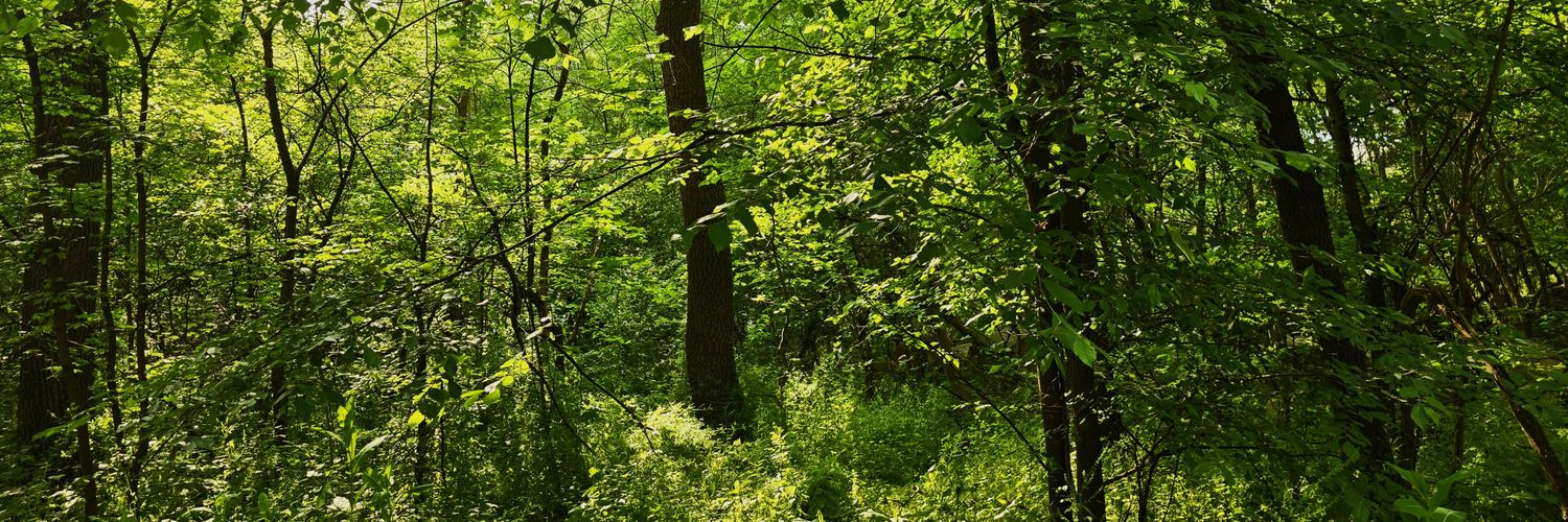 𖣂Nature's Prophet 🌿🌙 banner