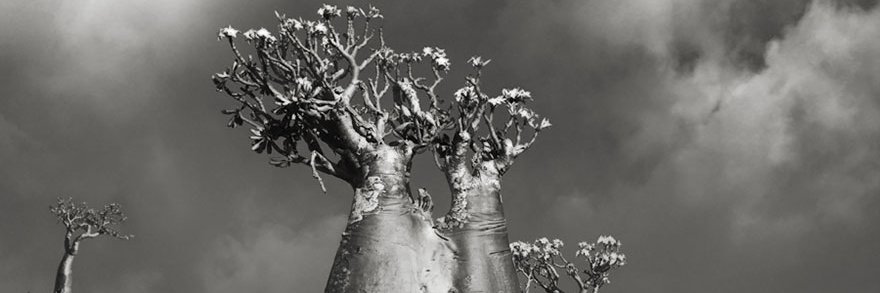 MCCHHM's profile banner image