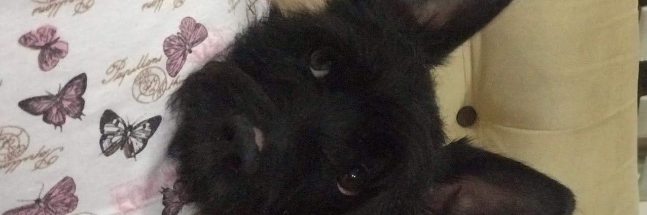 Danielapforero's profile banner image
