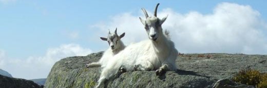 Sybil Liberties banner