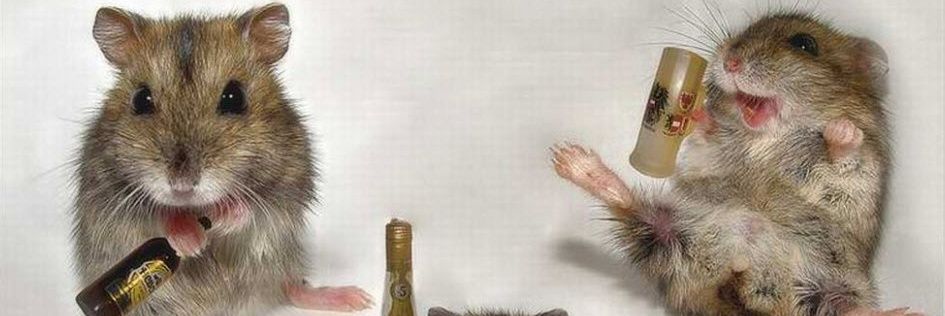 ratskingdom's profile banner image