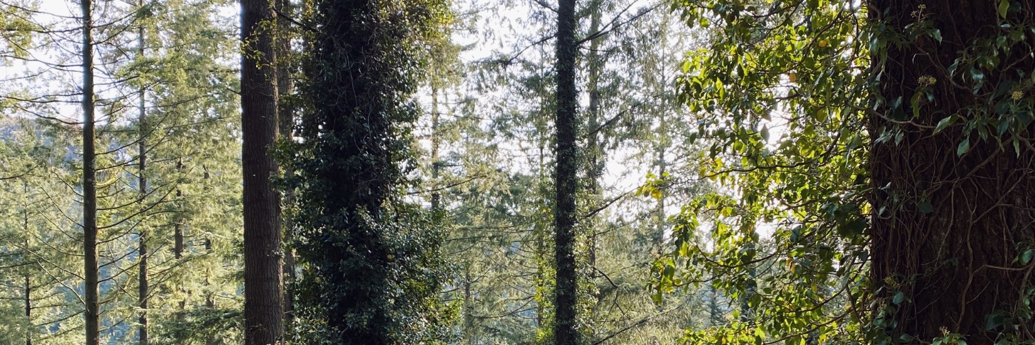 Catherine Ruddick banner
