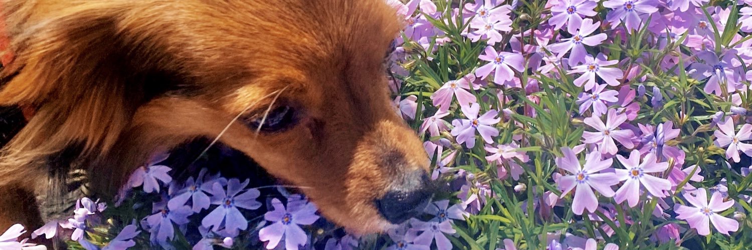 brunaxox3's profile banner image