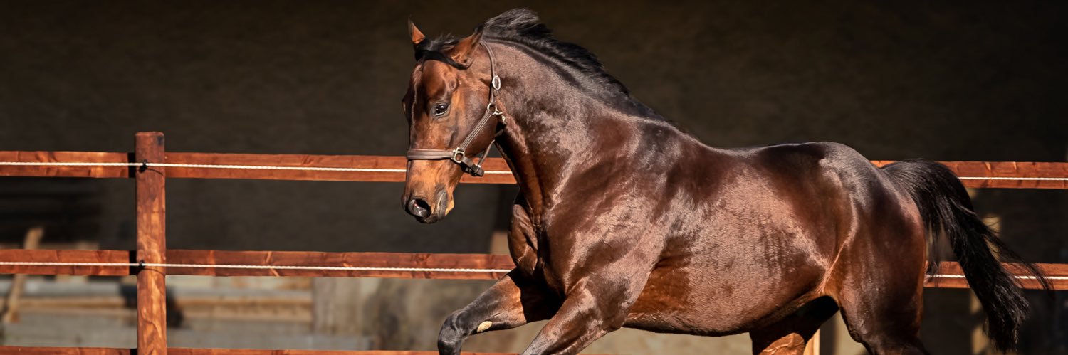 Haras de Toury banner