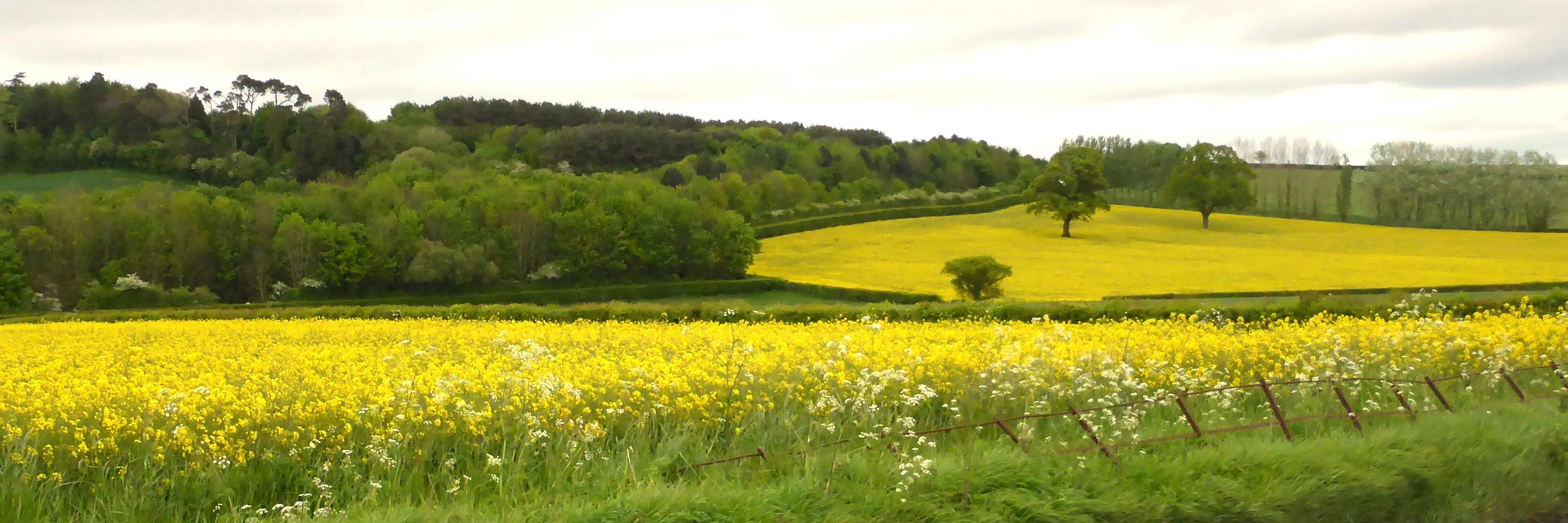 YeovilSocial's profile banner image