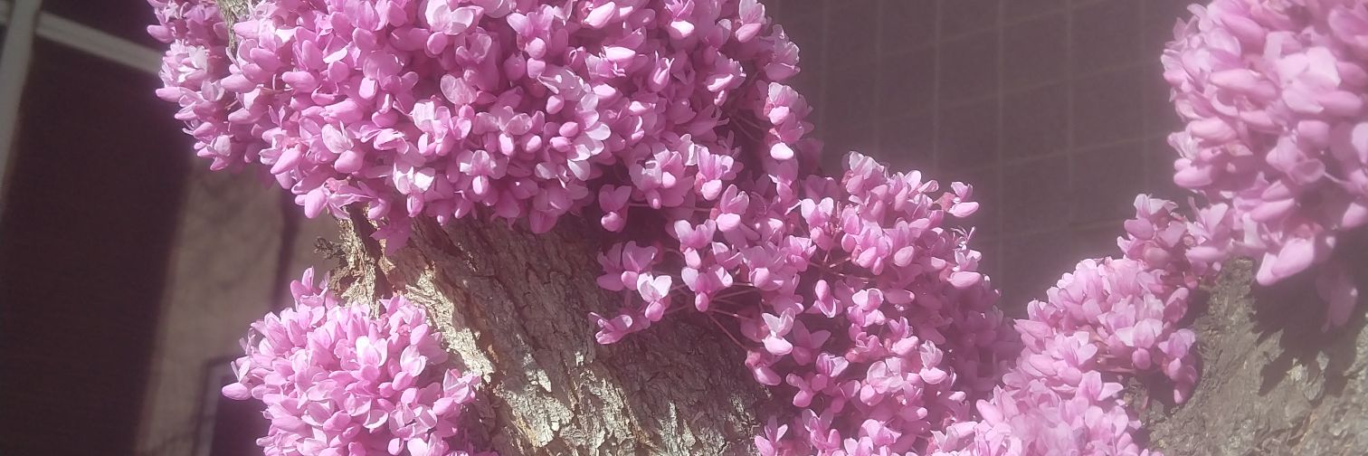 fieldchick's profile banner image