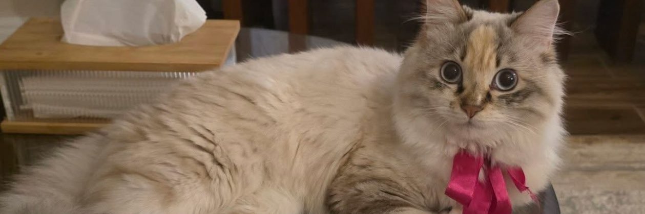 Sascha banner