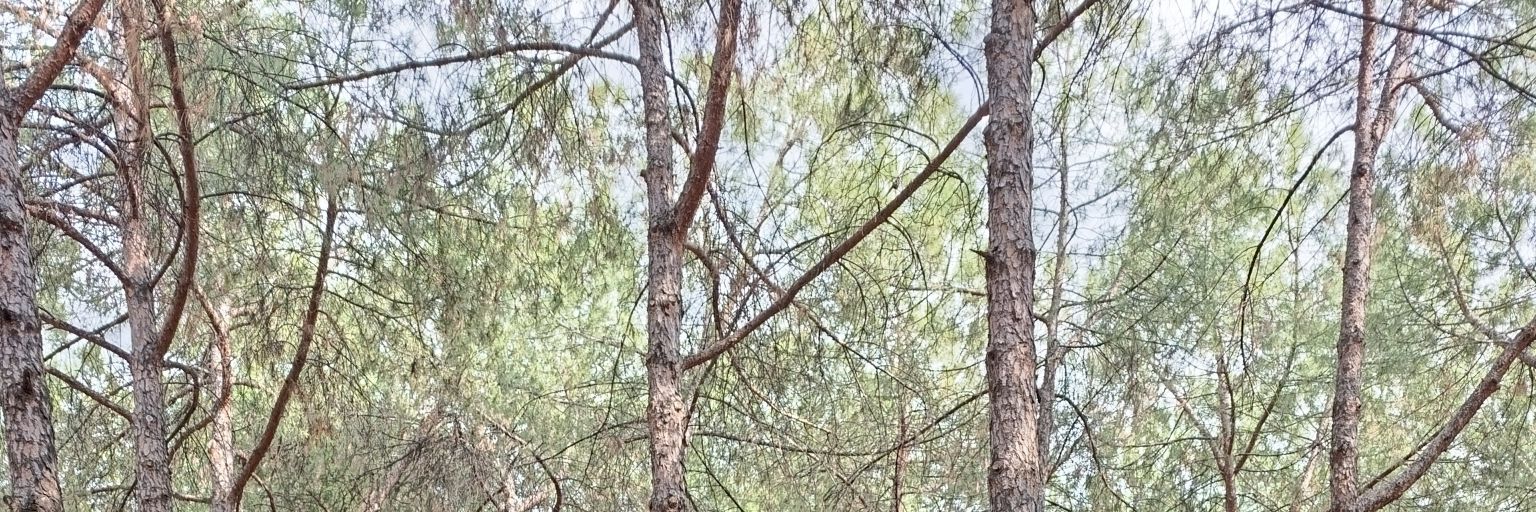 onalti_bey's profile banner image
