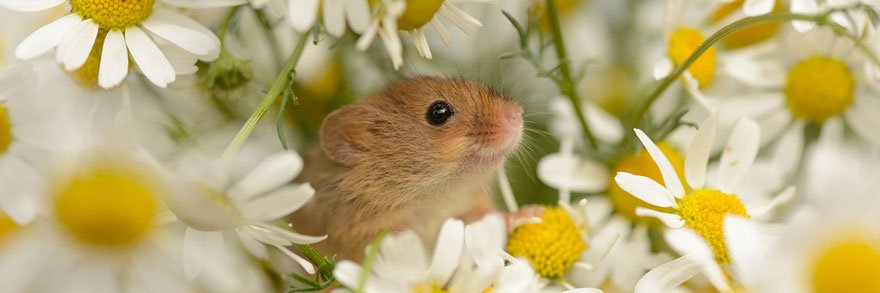 Valérie Rance banner