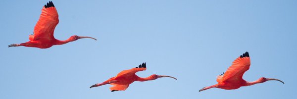 HelloGarglers Profile Banner