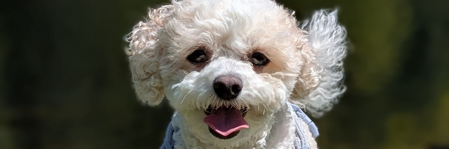 Daisy The Cavapoo banner