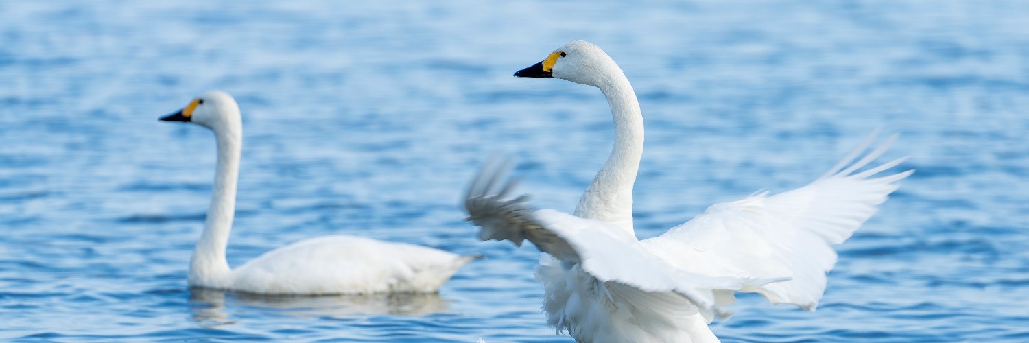 ふぃーるどbird's banner