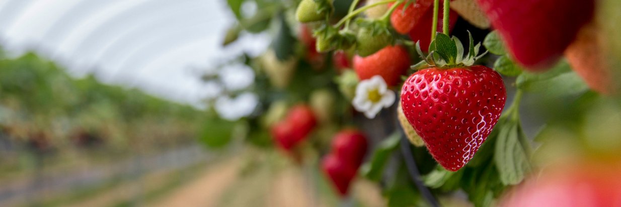 HughLoweFarms's profile banner image