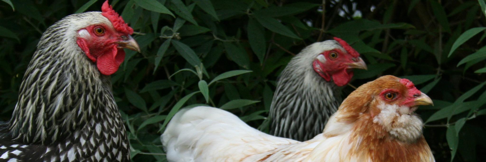FlavourCrusader's profile banner image