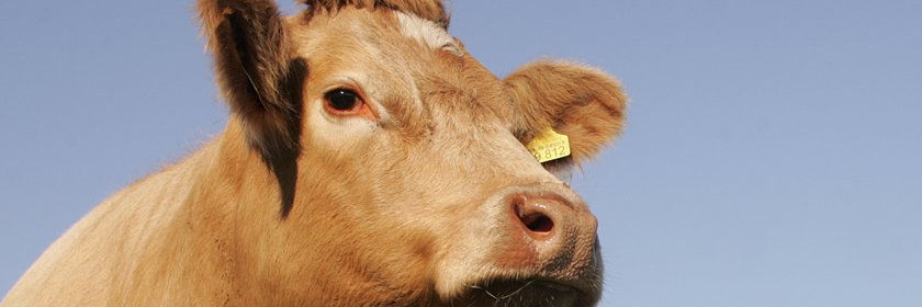 Institute of Genetics and Biometry (FBN) banner