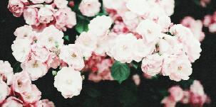 jihanocta_'s profile banner image