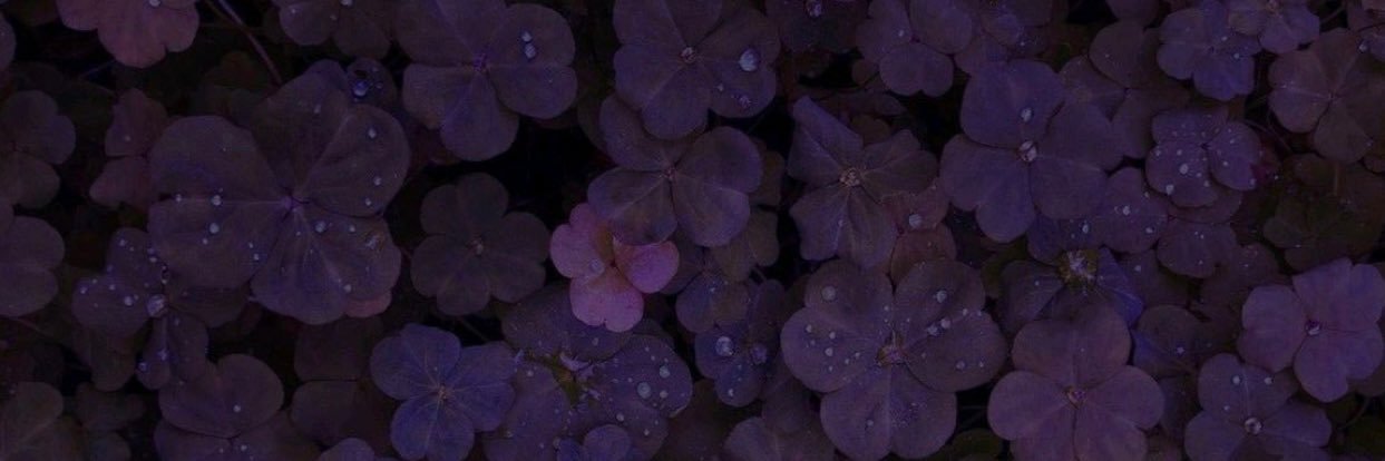 𝐢𝐫 🪴 banner