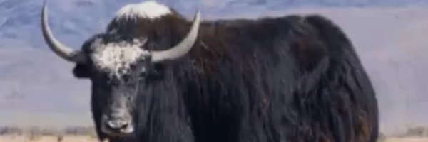 MissionYak Profile Banner