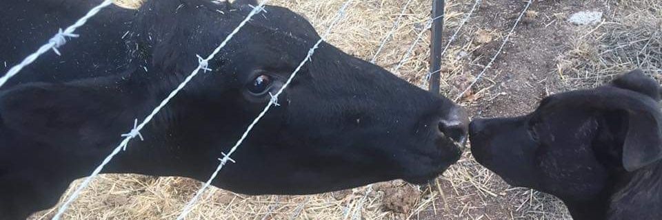 meeploop's profile banner image