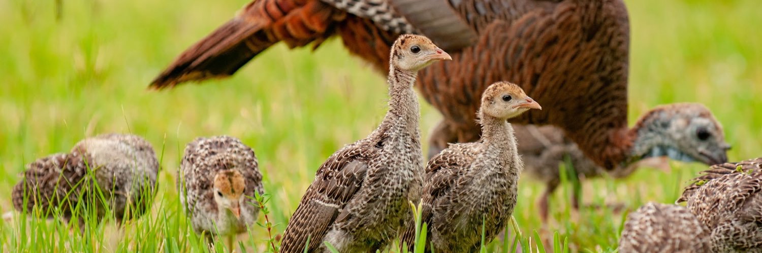 Turkeys for Tomorrow banner