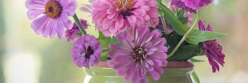 Isabella_TMCP's profile banner image