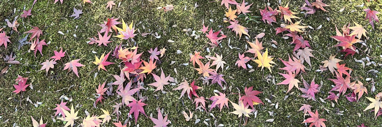 🌸⧼デ̼⧽⧼ィ̼⧽⧼デ̼⧽⧼ィ̼⧽🌸 banner