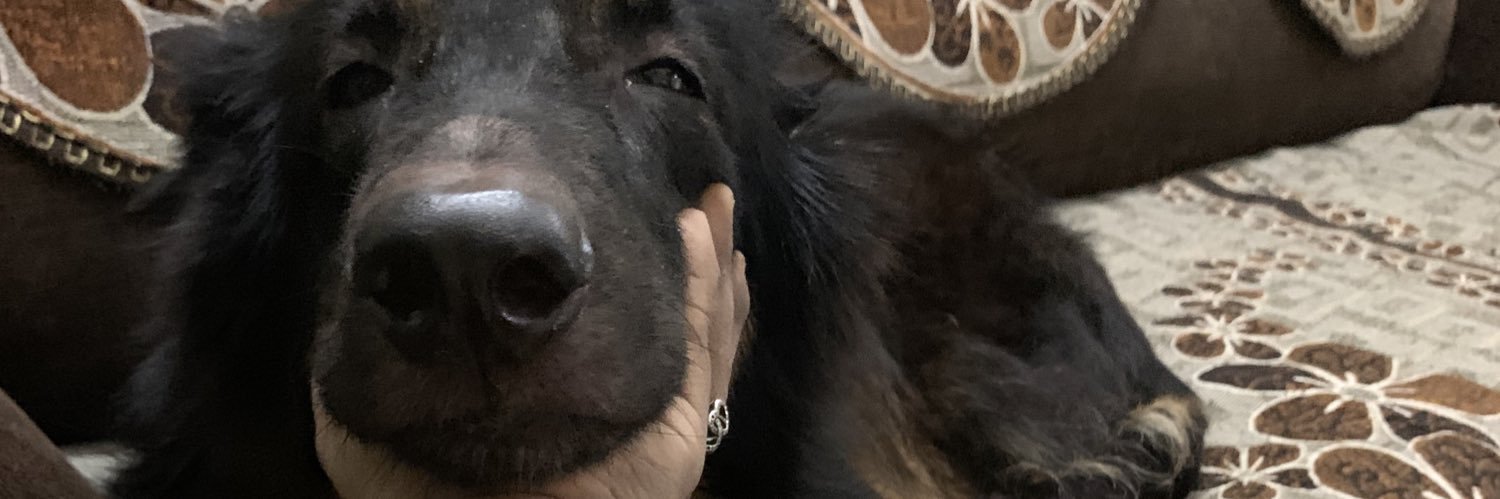 tanyhoe's profile banner image
