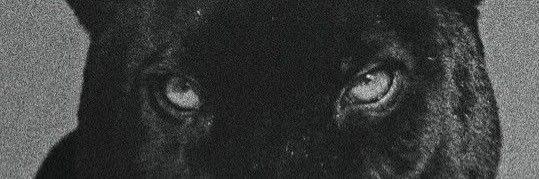 icotyyt's profile banner image