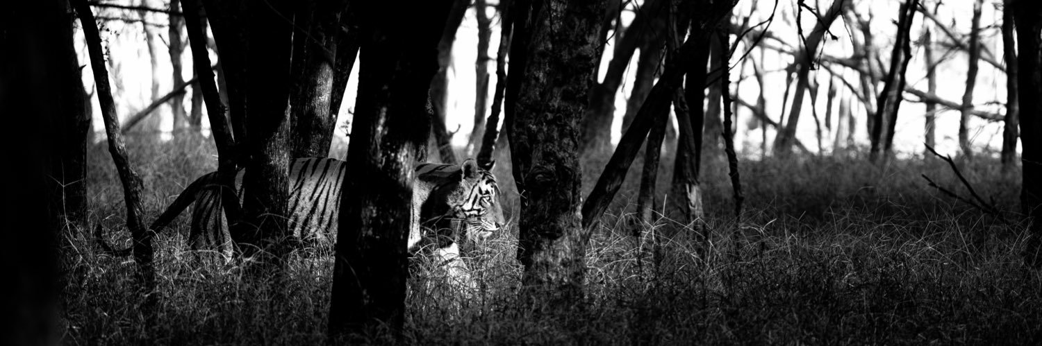 pgokhale888's profile banner image