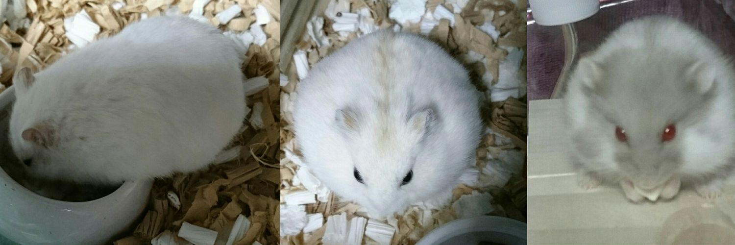 ハム活中こりす banner