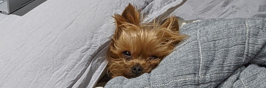 twitlessKassy's profile banner image