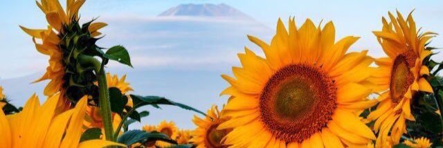 allyssavv's profile banner image