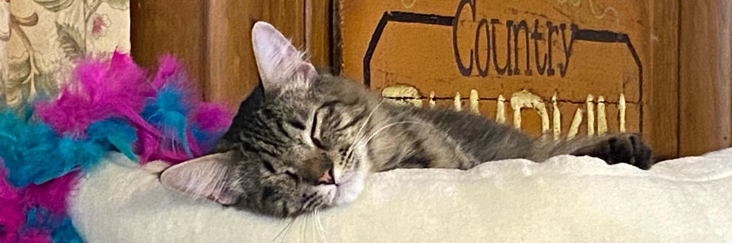 Heathcliffsgir1's profile banner image