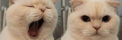 เหยงเหยงตะแคงเยดด banner