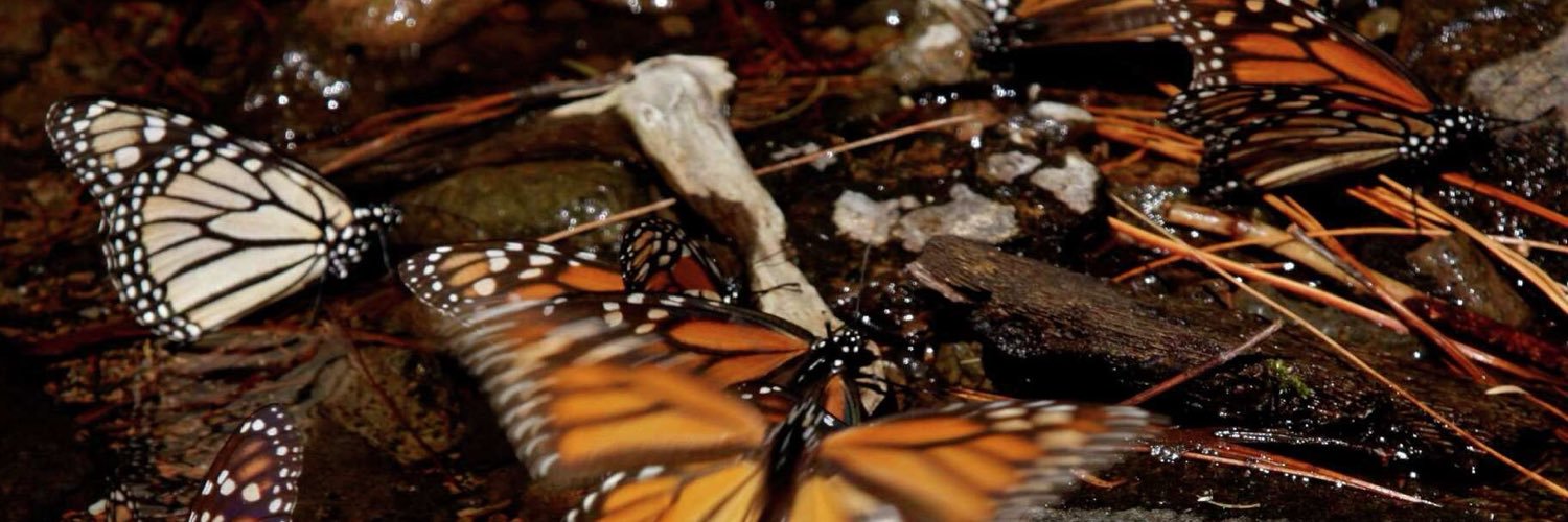 kingdanaus's profile banner image