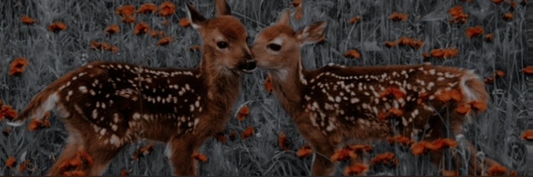 𝚕𝚒𝚕𝚢 banner