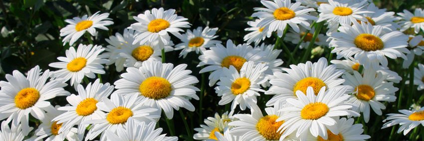 Alina Drujko banner