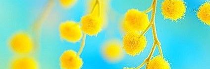 sun_ny banner