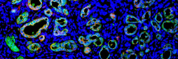 PitarresiLab Profile Banner
