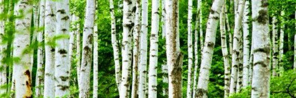 TatyanaMarsh Profile Banner