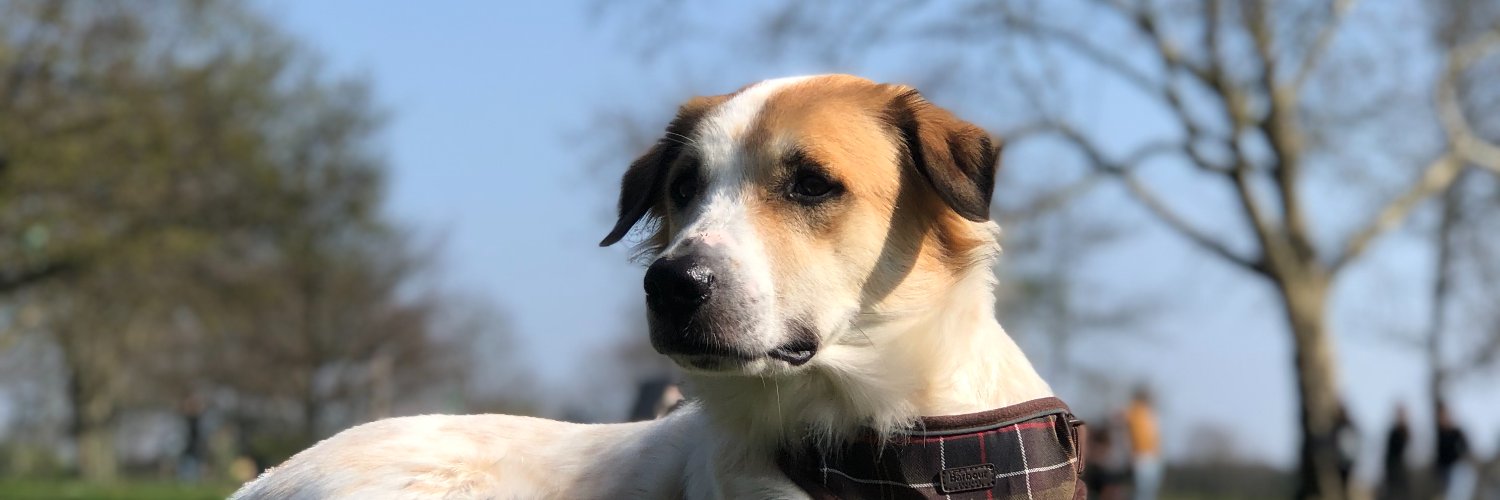 Chloe Tickner banner