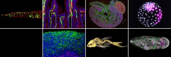 SKDevStemCell Profile Banner