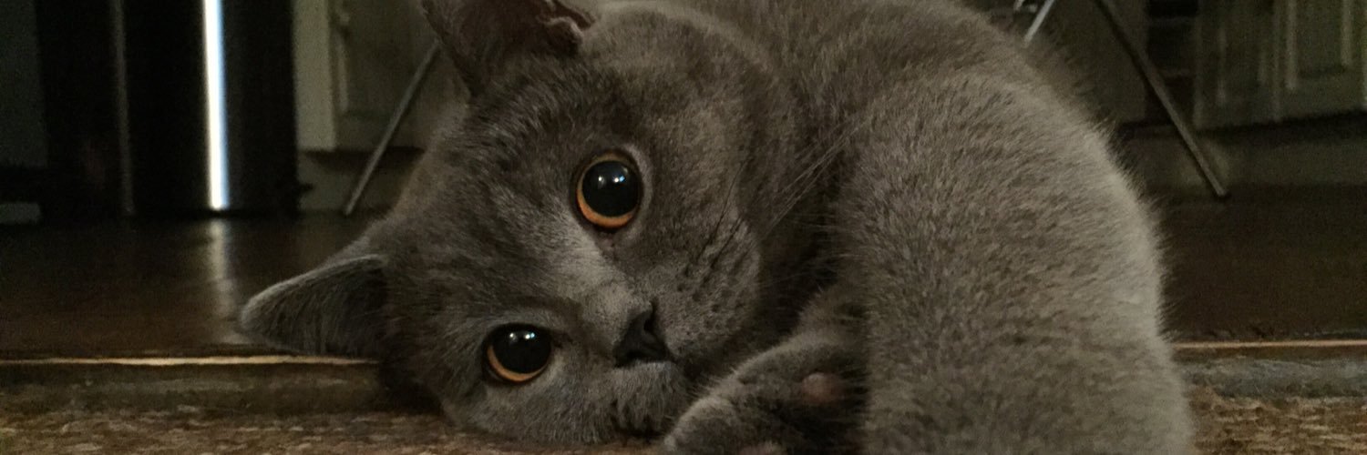 Lucybloxhamx's profile banner image