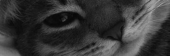 theanila's profile banner image