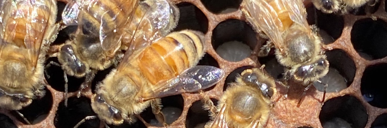 HopkinsLabWSU banner