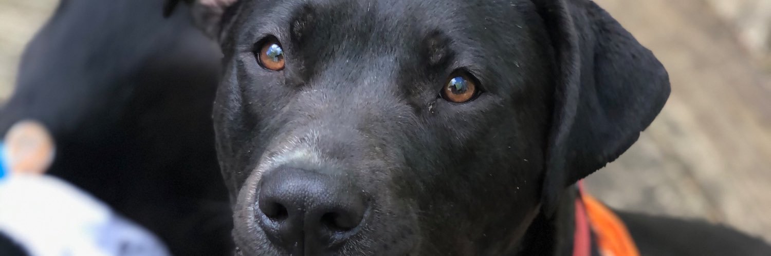 ChuckleBones's profile banner image