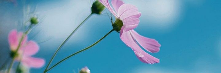 Dxxar_'s profile banner image