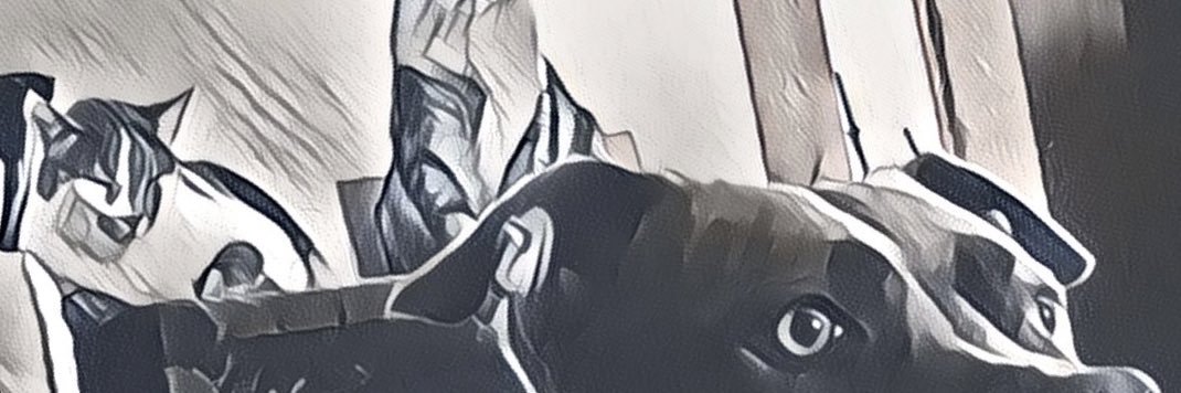 eltsio's profile banner image
