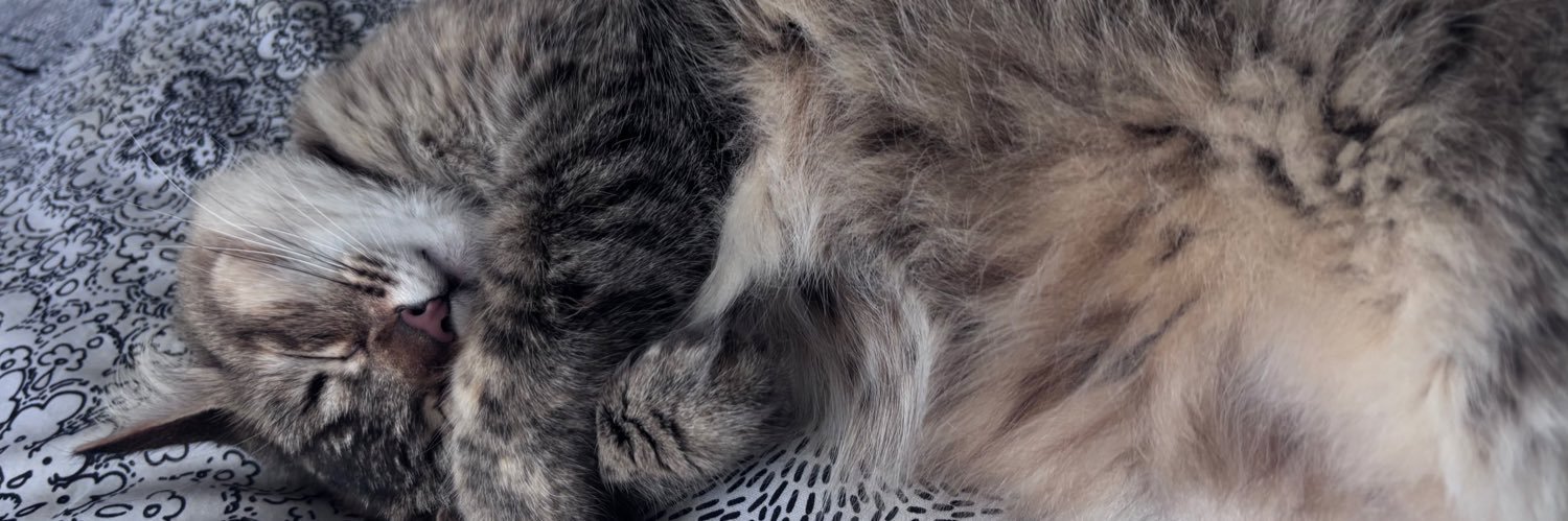 ❀࿐ banner
