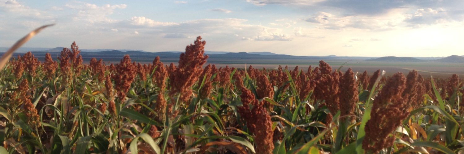 💧Rosemary Nankivell banner